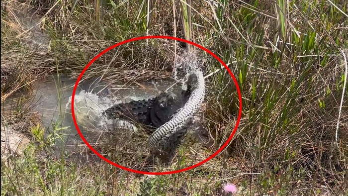 Aligator vs Ular Piton