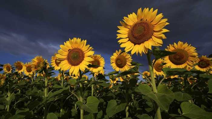 A field of blossoming sunflowers is pictured in the outskirts of Frankfurt, Germany, before sunrise on Monday, July 24, 2023. (AP Photo/Michael Probst)