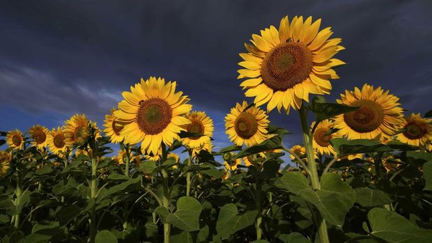 A field of blossoming sunflowers is pictured in the outskirts of Frankfurt, Germany, before sunrise on Monday, July 24, 2023. (AP Photo/Michael Probst)