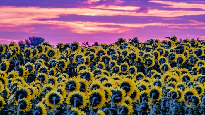 A field of blossoming sunflowers is pictured in the outskirts of Frankfurt, Germany, before sunrise on Monday, July 24, 2023. (AP Photo/Michael Probst)