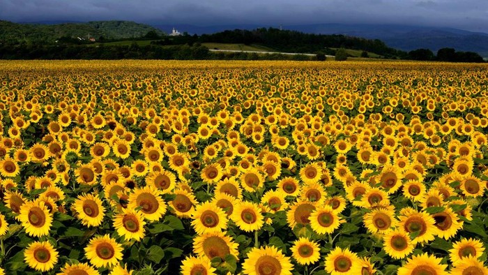 A field of blossoming sunflowers is pictured in the outskirts of Frankfurt, Germany, before sunrise on Monday, July 24, 2023. (AP Photo/Michael Probst)