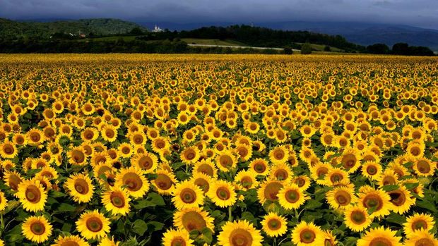 A field of blossoming sunflowers is pictured in the outskirts of Frankfurt, Germany, before sunrise on Monday, July 24, 2023. (AP Photo/Michael Probst)