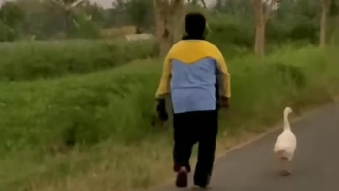 Ateng angsa setia temani tuannya jalan pagi di Mungkid Magelang.