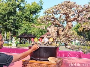 Festival Bonsai HUT ke-665 Ngawi Hadirkan Juara Seharga Rp 600 Juta