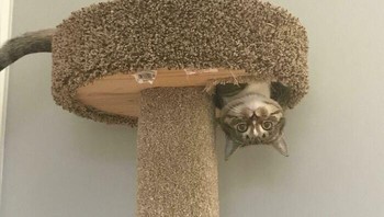 Rumah kucing terbalik. Foto: Boredpanda
