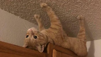 Kalau ini di atas atau bawah pintu? Foto: Boredpanda 