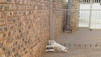 Ajing ini sejatinya bersandar di dinding atau lantai? Foto: Boredpanda