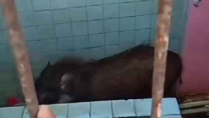Heboh Babi Masuk Rumah Warga di Anyer