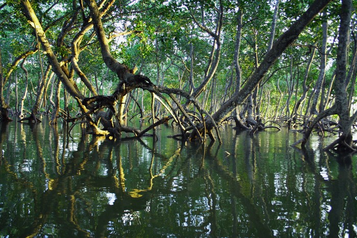 Ilustrasi tanaman Mangrove atau bakau.