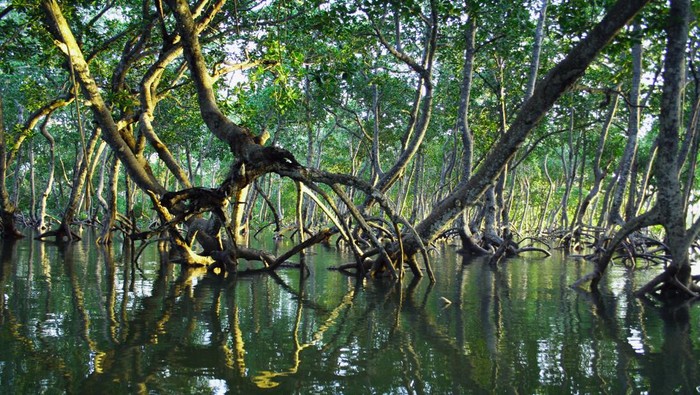 Mengungkap Makna Penting Mangrove: Peringatan Hari Mangrove Sedunia pada 26 Juli