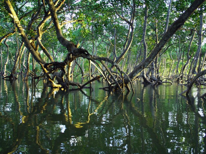 Ilustrasi tanaman Mangrove atau bakau.