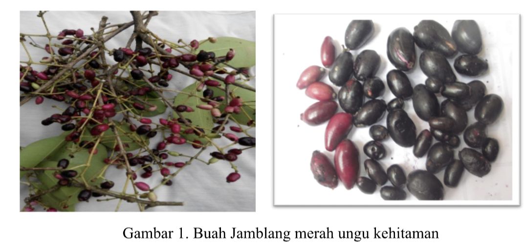 Jamblang