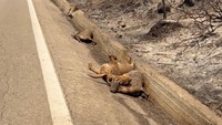 Hewan-hewan yang mati itu tergeletak di pinggir jalan di Pulau Rhodes, Yunani. Nikos Th via Reuters.