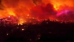 Potret Pilu Hewan-hewan yang Mati Akibat Kebakaran Hutan Yunani