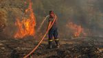 Potret Pilu Hewan-hewan yang Mati Akibat Kebakaran Hutan Yunani