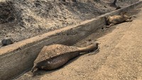 Sejumlah hewan ditemukan mati akibat kebakaran hutan yang melanda Pulau Rhodes, Yunani, Minggu (23/7/2023) waktu setempat. Lefteris Diamanidis/InTime News via AP.