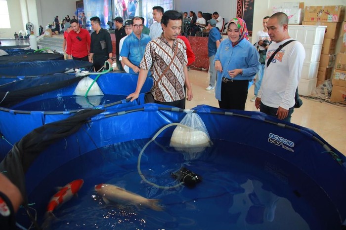 Kontes ikan koi dI Klaten