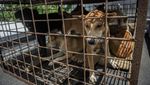 Pasar Ekstrem Tomohon Setop Jual Daging Anjing dan Kucing