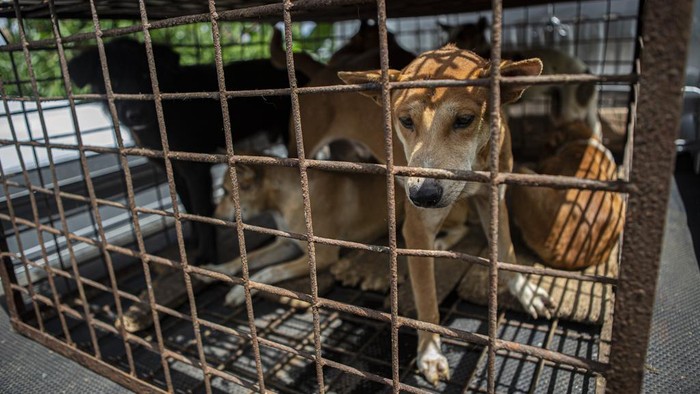 Members of anti-animal cruelty group Humane Society International, (HSI) transport a cage containing dogs from a slaughter house in Tomohon, North Sulawesi, Indonesia, Friday, July 21, 2023. Authorities on Friday announced the end of the brutally cruel dog and cat meat slaughter at a notorious animal market on the Indonesian island of Sulawesi following a years-long campaign by local activists and world celebrities. (AP Photo/Mohammad Taufan)