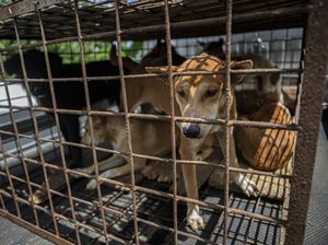 Menyoal Wisata Kuliner Daging Anjing di Solo
