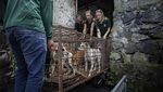 Pasar Ekstrem Tomohon Setop Jual Daging Anjing dan Kucing