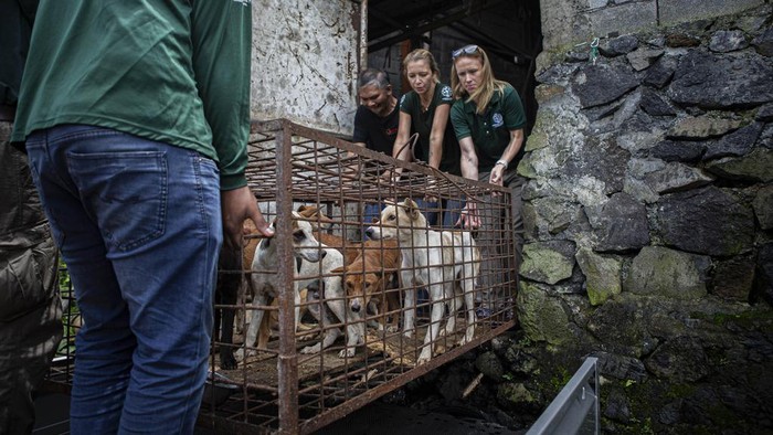 Members of anti-animal cruelty group Humane Society International, (HSI) transport a cage containing dogs from a slaughter house in Tomohon, North Sulawesi, Indonesia, Friday, July 21, 2023. Authorities on Friday announced the end of the 