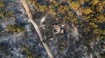 Potret Hutan di Yunani yang Gosong Usai Dilalap Api