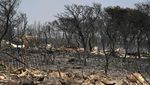 Potret Hutan di Yunani yang Gosong Usai Dilalap Api