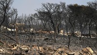 Batang pohon hingga daun hangus terbakar. Tidak hanya itu, sejumlah mobil juga ikut terbakar.  