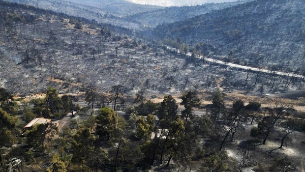 Potret Hutan di Yunani yang Gosong Usai Dilalap Api