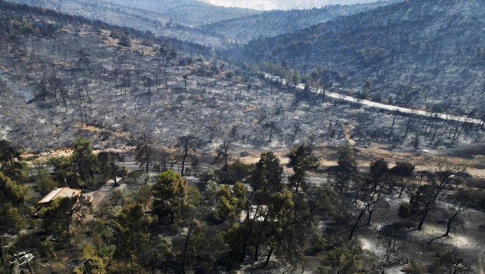 Kebakaran hutan telah melanda Yunani. Kebakaran itu mengakibatkan hutan yang sebelumnya hijau menjadi gosong. Ini potretnya.