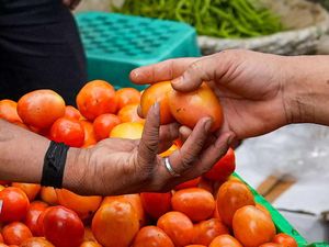 Unik! Ibu Ini Minta Oleh-oleh ke Anaknya, Tomat 10 Kg dari Dubai