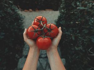 Tomat, Buah atau Sayur? Temukan Jawabannya di Sini