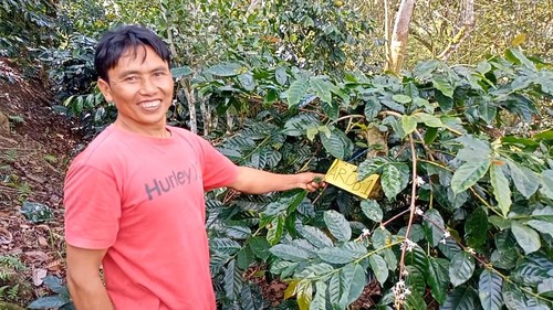 Wayan Slamet menunjukkan beberapa tanaman kopi jenis Arob di rumahnya, Banjar Bon, Desa Belok/Sidan, Petang, Badung. (Agus Eka/detikBali)