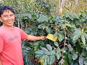 Mengenal Kopi Arob, Jadi Varietas Unggulan Baru-Diminati di Eropa hingga Dubai