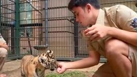 Alshad Ahmad mengikuti pergerakan Cenora tanpa kenal lelah. Ia ikut berlarian demi menyuapi anak harimau yang masih kecil itu. Foto: TikTok/alshad95