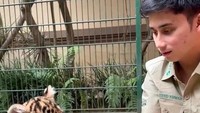 Cenora, bayi harimaunya yang kini sudah mati, menjadi yang disuapi pertama kali. Cenora tampak lahap menghabiskan potongan daging. Foto: TikTok/alshad95