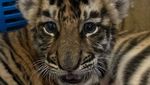 Ini Cenora, Anak Harimau Punya Alshad Ahmad yang Mati