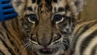 Cenora, salah satu anak harimau yang dimiliki Alshad Ahmad. Foto: instagram Alshad Ahmad.