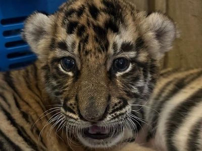 Ini Cenora, Anak Harimau Punya Alshad Ahmad yang Mati
