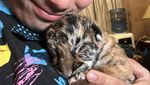 Ini Cenora, Anak Harimau Punya Alshad Ahmad yang Mati