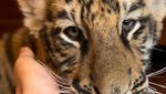 Ini Cenora, Anak Harimau Punya Alshad Ahmad yang Mati
