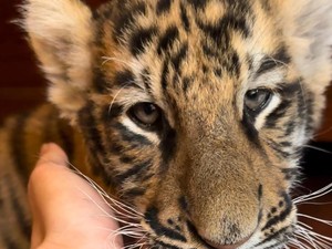 Anak Harimau Mati Lagi di Penangkaran Alshad Ahmad