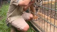 Tak ketinggalan ada Eshan yang merupakan harimau dewasa peliharaan Alshad. Menyesuaikan dengan kebutuhan peliharaannya, Eshan dapat suapan daging yang lebih banyak. Foto: TikTok/alshad95