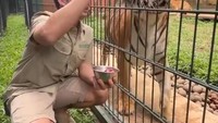 Setelah Selen, Jinora juga disuapi oleh Alshad. Jinora yang kini sudah besar hanya disuapi dari luar kandangnya saja. Foto: TikTok/alshad95