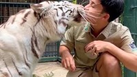 Tidak hanya Cenora, harimaunya yang lain juga disuapi satu persatu. Pertama, ada Selen yang merupakan harimau putih kesayangannya. Foto: TikTok/alshad95