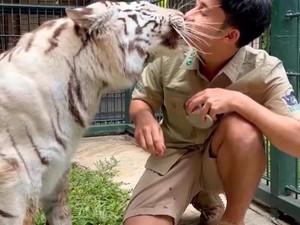 Konten Harimau Alshad Disorot Sejak Lama, Bukan Konservasi tapi Eksploitasi