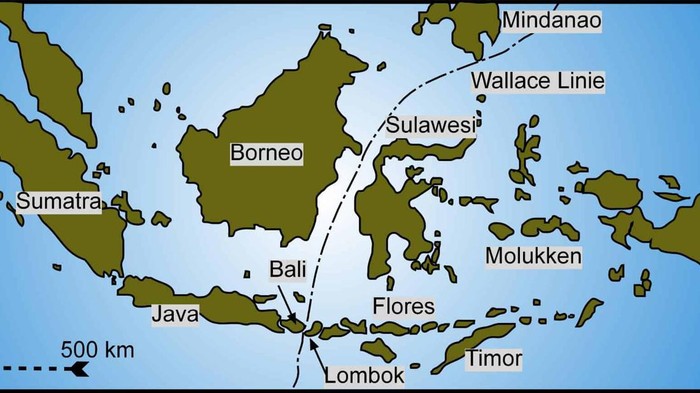Garis Wallace, garis imajiner yang melintang di antara Kalimantan-Sulawesi