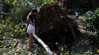 Bahkan akar pohon yang tumbang terangkat dari dalam tanah.