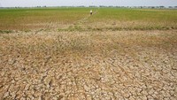 Sawah yang sebelumnya hijau oleh tanaman padi itu gersang akibat kemarau.  